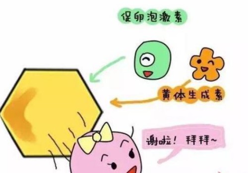 上海代生代怀公司：﻿试管促排后多吃牛肉也能帮助获得更多的优势卵泡